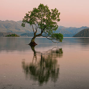 The iconic Wanaka Tree stands alone, rooted in the tranquil waters of Lake Wanaka, New Zealand, with a serene mountain backdrop bathed in the soft hues of dusk. This image captures the peaceful solitude of the scene, reflecting the tree’s enduring presence against the fleeting colors of the setting sun. It’s a timeless symbol of resilience and natural beauty, inviting contemplation and wonder.