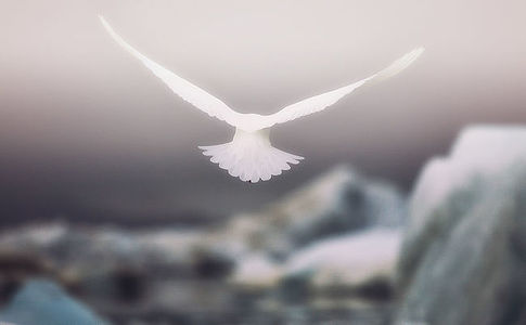 Hovering in the crisp Arctic breeze, a white seagull glides like an angel across the frozen expanse, its wings shimmering in the glacial light. This image seizes the seagull’s tranquil voyage, an emblem of freedom and resilience among the towering icebergs. The photograph embodies the silent, yet potent essence of the Arctic, with the seagull’s flight drawing a striking contrast to the stillness of the icy wilderness.