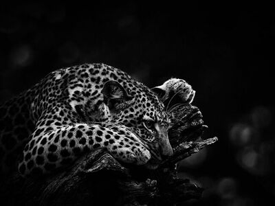 A lone leopard finds solace on a weathered log in the heart of Botswana’s dense bushland. Captured in striking monochrome, the predator’s intense gaze and the intricate patterns of its fur are illuminated, depicting a quiet moment of rest in the wild.