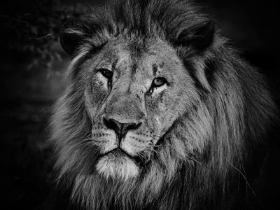 This striking black and white image captures the essence of a majestic lion, with a focus on the intricate details and textures of its mane and facial features. The monochrome palette enhances the lion’s regal and contemplative expression, creating a powerful visual impact suitable for design spaces seeking a touch of nature’s nobility.