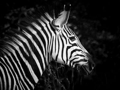 This photograph showcases the striking contrast of a zebra’s stripes in a monochrome setting, highlighting the animal’s unique patterns and the play of light and shadow. It’s a celebration of nature’s artistry, perfect for adding a graphic element to any interior design project. The image is both a statement piece and a testament to the beauty of wildlife in its simplest form.