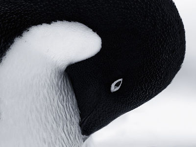 This profound black and white photograph embodies the yin-yang concept through the natural contrast of a penguin’s plumage. The smooth curves and balance between the dark and light areas mimic the ancient symbol, creating a harmonious and thought-provoking piece. This image is ideal for spaces that favor a blend of natural beauty with philosophical depth.