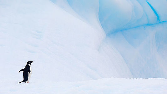 В безмолвии Антарктиды одинокий пингвин резко контрастирует с окружающими его огромными ледяными образованиями. На этой фотографии запечатлен момент одиночества в самом отдаленном уголке дикой природы, подчеркивающий небольшой рост пингвина на фоне величия его ледяной среды обитания. Тонкое взаимодействие тени и света выявляет сложную текстуру снега и льда, символизируя стойкость жизни в этой экстремальной среде