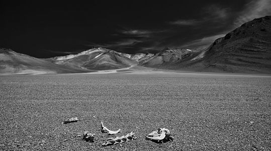 This evocative black and white photograph captures the stark reality of life and its eventual return to the earth, depicted through the remains of what once thrived in the harsh desert environment. The barren landscape, with its distant mountains standing sentinel under the expansive sky, speaks to the resilience required to endure in such an unforgiving climate. It’s a powerful representation of both desolation and the enduring beauty of nature’s cycle.