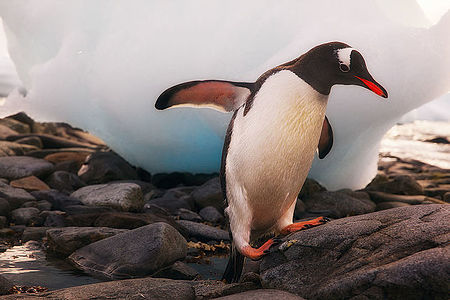 Пингвин генту стоит на каменистом берегу Антарктиды на фоне льда, подчеркивающего его естественную среду обитания. Яркие особенности и насыщенные цвета птицы и льда привлекают внимание зрителя, демонстрируя уникальную дикую природу, процветающую на полюсах. Это изображение отмечает любопытный и авантюрный дух одного из самых очаровательных обитателей южного континента.