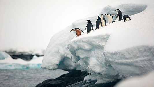 A group of penguins congregates on an Antarctic ice shelf, creating a striking scene of wildlife in its natural habitat. Their varied poses and the contrasts between their black and white plumage and the icy blues create a dynamic and captivating image. This photograph is an exceptional choice for collectors and art lovers seeking a piece that captures the lively essence of Antarctic fauna.