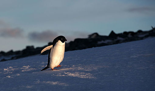 As dusk descends upon the Antarctic expanse, an Adelie penguin stands in quiet repose, its white plumage brilliantly illuminated by the last golden rays of sunlight. This unique moment, where the glow of the setting sun reflects off the snow, creates a serene and almost ethereal atmosphere. The image captures the subtle interplay of light and shadow, making it a remarkable piece for any collection that celebrates the profound beauty of nature and the special ambiance of polar twilight.