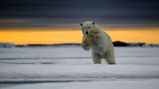 This image showcases an Arctic bear in a breathtaking jump, suspended in the air against the captivating backdrop of a Svalbard sunset.