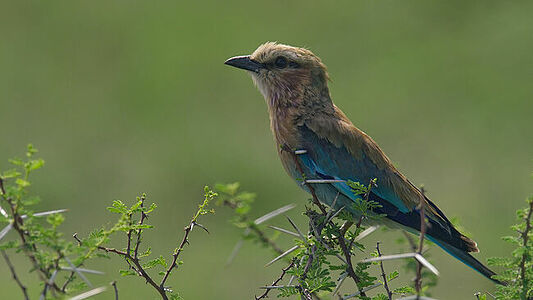 Stunning capture of the vibrant Lilac-breasted Roller perched in its natural habitat in Botswana, showcasing its iridescent blue wings and detailed plumage against the lush backdrop of the African savannah.