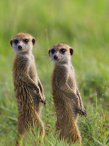 A pair of meerkats standing guard, captured in a serene moment in the wilds of Botswana. These sentinels of the savannah are portrayed in sharp detail, their watchful eyes scanning the horizon for danger, embodying the essence of wildlife survival.