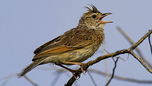 An intimate portrayal of the Rufous-naped Lark in full song, set against the clear blue skies of Botswana. This photograph captures the essence of the bird’s natural behavior, with its beak open mid-chirp and feathers ruffled, bringing the sounds of the African wilderness to life.