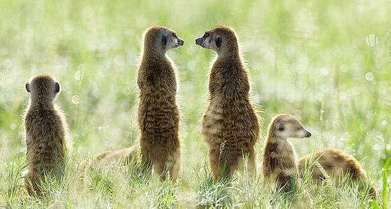 This photograph captures a charming group of meerkats in the Botswana grasslands bathed in the golden light of morning. The curious expressions and upright postures of these social creatures provide a glimpse into their interactive world