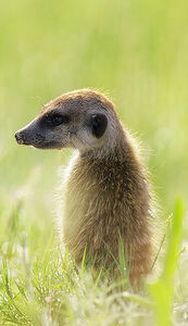 The gentle morning light filters through the grass, highlighting the lone meerkat’s contemplative gaze in the Botswana wilderness. A portrait of vigilance, the meerkat’s alertness is a testament to the constant interplay of life and survival in nature.