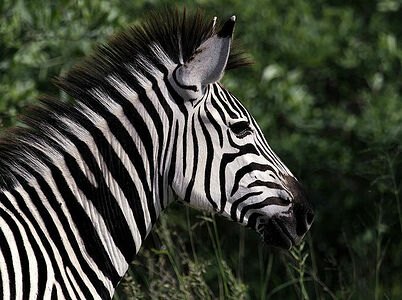 A close-up photograph of a Burchell’s Zebra in Botswana, displaying its intricate stripe pattern and the wild beauty of its mane. Set against a blurred green backdrop, the zebra’s profile is a symbol of the untamed elegance of African wildlife.