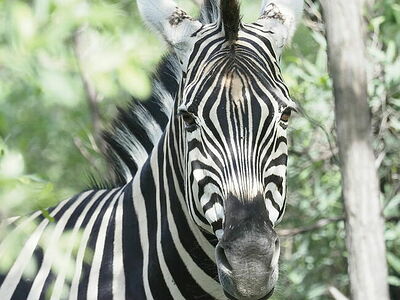 Captivating frontal view of a Burchell’s Zebra peering through the foliage in a Botswana forest. Its striking black and white stripes create a mesmerizing pattern, drawing the viewer into the depths of its natural habitat.