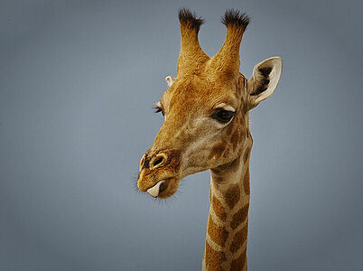 Studio-like portrait of a giraffe against a soft grey background, highlighting the graceful features and calm demeanor of one of Botswana’s gentle giants. The giraffe’s distinct patterns and soft eyes offer a moment of connection with this majestic animal.