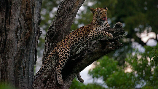 A majestic leopard lies draped over a tree branch in the heart of Botswana’s wilderness, its gaze relaxed yet observant. The intricate pattern of its coat blends with the rugged bark, exemplifying the creature’s adaptability and grace in its natural environment.