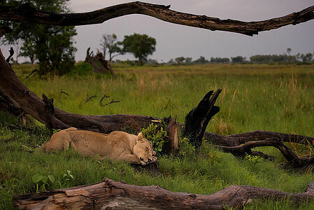 In the tranquil expanse of Botswana’s savannah, a lioness finds respite under the shelter of weathered trees. The soft light of dusk gently envelopes her resting form, painting a serene picture of life in the wild.