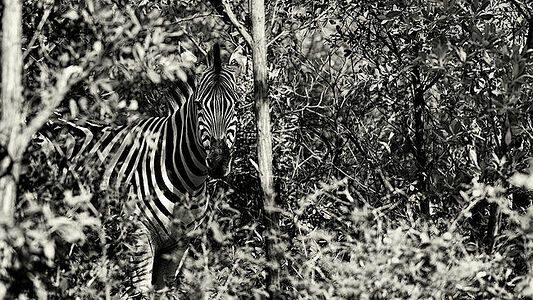 A striking image of a zebra peering through the thicket in Botswana, its iconic stripes offering natural camouflage among the dense foliage. The black and white tones emphasize the zebra’s mastery of blending into its environment.