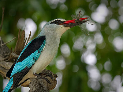 This vibrant image captures a Woodland Kingfisher in Botswana, triumphantly clutching its dragonfly prey. The bird’s striking turquoise plumage and sharp beak are in full display, set against the bokeh of a verdant forest backdrop.