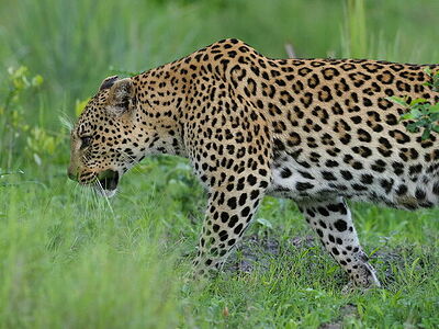 An intimate glimpse of a leopard stalking through the lush grasslands of Botswana, its spotted coat a blur of motion and stealth. This powerful predator is captured in the act, embodying the raw essence of survival in the animal kingdom.