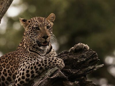 A leopard’s intense gaze from its treetop perch in the dimming light of Botswana’s wilderness. The leopard’s exquisite spots stand out against the darkening sky, a testament to its beauty and the mystique of the wild.