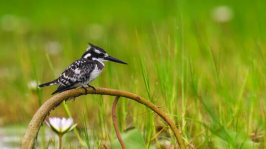 The Pied Kingfisher sits gracefully on a bent reed, its black and white plumage stark against the lush green wetlands of Botswana. Poised to dive at any moment, this image captures the bird’s focused intensity and the serene beauty of its habitat.