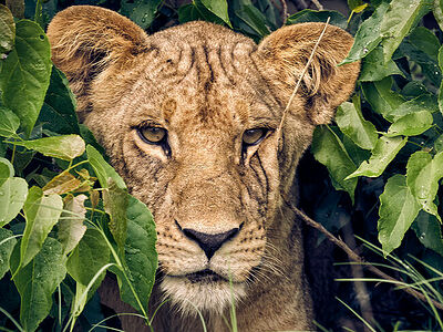 A lioness’s face emerges from the leaves in Botswana, her eyes filled with the quiet strength of the wild. This close-up captures the intricate textures of her coat and the verdant environment in which she reigns.