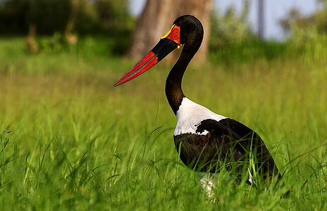 The saddle-billed stork stands out with its vivid bill and striking colors against the green canvas of Botswana’s grassy plains. This image captures the unique beauty of the stork as it vigilantly surveys its surroundings.