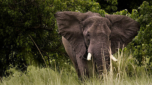 An African elephant emerges from the bush in Botswana, its massive presence exuding a sense of power and tranquility. The texture of its skin is almost palpable against the lush greenery, capturing the essence of the continent’s diverse wildlife.