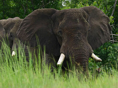 Two African elephants partially obscured by the lush foliage of Botswana’s landscape. The intimate perspective focuses on the textures and contours of the majestic animal’s face, highlighting the gentle intelligence in its eyes.