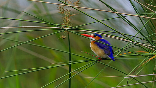 The Malachite Kingfisher perched delicately on reeds, its vibrant blue and orange plumage a stark contrast to the soft greens of the wetlands. This image captures the diminutive yet striking bird in a moment of stillness amidst the wild beauty of Botswana.