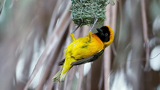 Amidst the rhythmic sway of Namibian reeds, a vivid weaver bird is a burst of color, meticulously entwining its nest. The intricate bird, with its ebony mask and fiery beak, weaves not just a home but the story of an ecosystem, rich and alive against the blurred green tapestry.