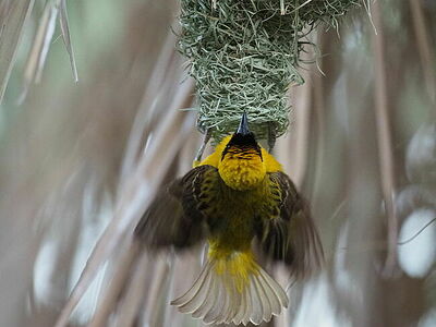A Southern Masked Weaver caught in the midst of its creative flurry, wings ablur as it adds to the delicate structure of its nest. This moment, set against a bokeh of reeds, captures the essence of avian diligence and the vibrant spirit of Namibia’s feathered artisans.