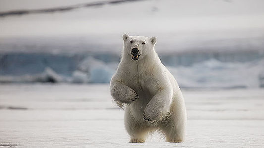 This striking image captures a polar bear standing tall on its hind legs, a natural behavior for surveying the surroundings, against the icy backdrop of Svalbard’s glaciers.