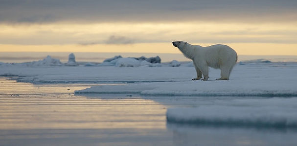 In the silent arctic dusk, a polar bear stands contemplatively at the edge of the ice, gazing into the distance, with the soft glow of the setting sun reflecting on the icy waters.