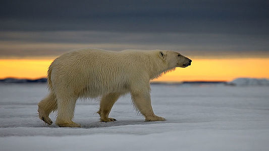 A solitary polar bear wanders the frozen landscape of Svalbard, with the twilight sky casting a fiery glow on the horizon, encapsulating the silent arctic atmosphere.