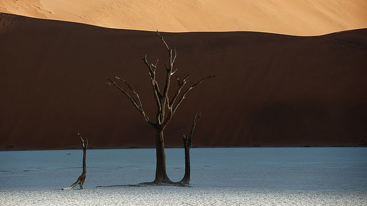 In a symphony of contrast, the petrified guardians of Deadvlei rise from the clay canvas, etched sharply against the dawn. Here, the duality of existence is profound—life and death, light and shadow, each defining the other at the world’s stark edge. The dune, painted with morning’s golden hue, slices the scene into realms of known and unknown, a masterpiece of the natural world.
