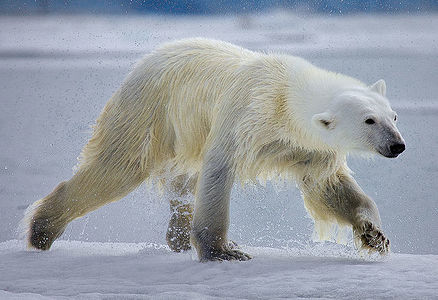 A polar bear, freshly ascended from the arctic depths, shakes off the chilling waters, sending droplets flying in a halo around its powerful frame, amidst the stark beauty of Svalbard.