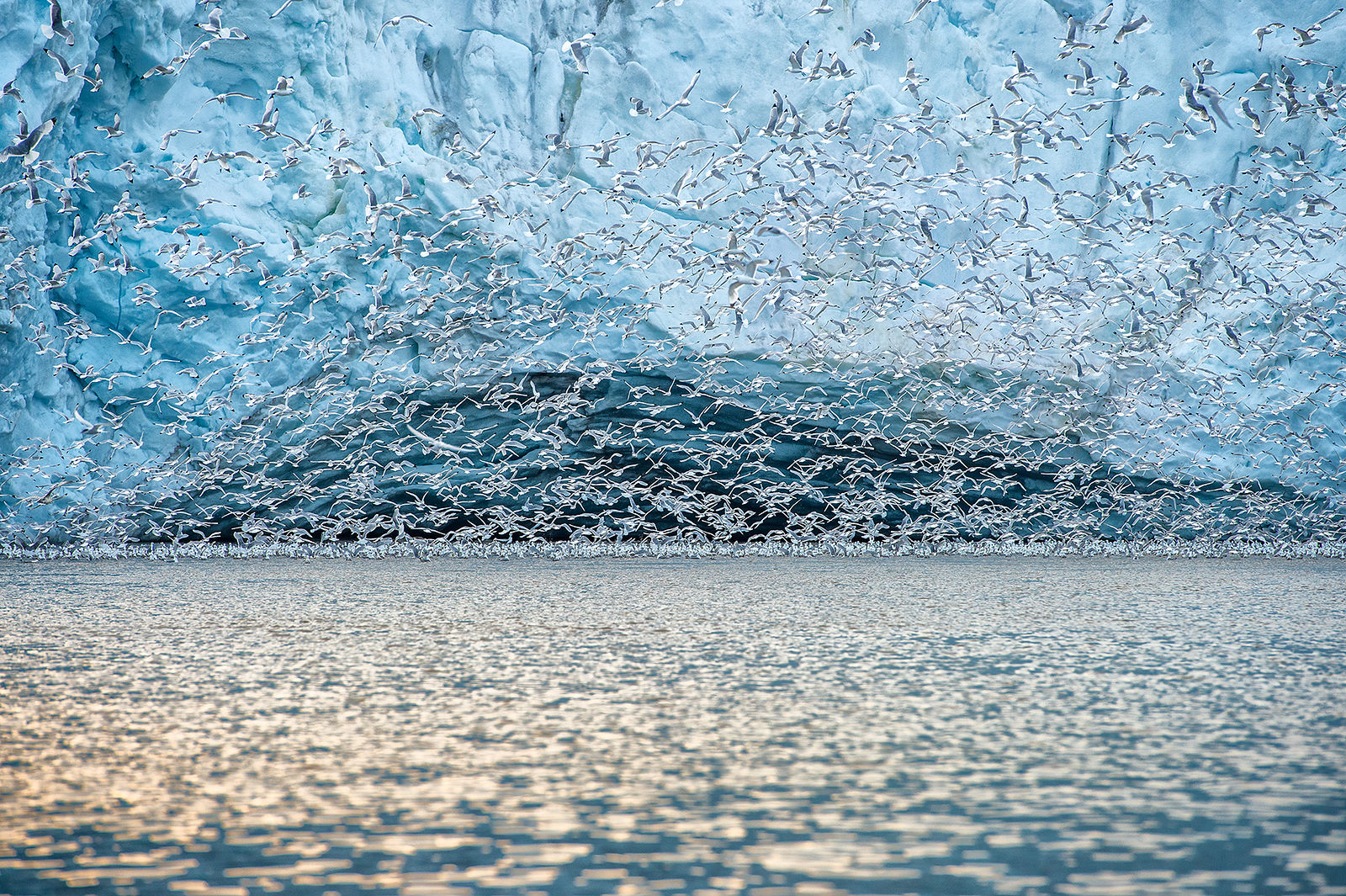A Photography Journey. Svalbard. Arctic Ballet: Seabirds and Ice. Svalbard. 2014. This stunning photograph captures a dynamic moment as a flock of seabirds takes flight against the backdrop of a towering glacial ice wall. The contrast between the movement of the birds and the stillness of the ice creates a breathtaking scene, embodying the life and energy present in the Arctic’s serene landscapes.