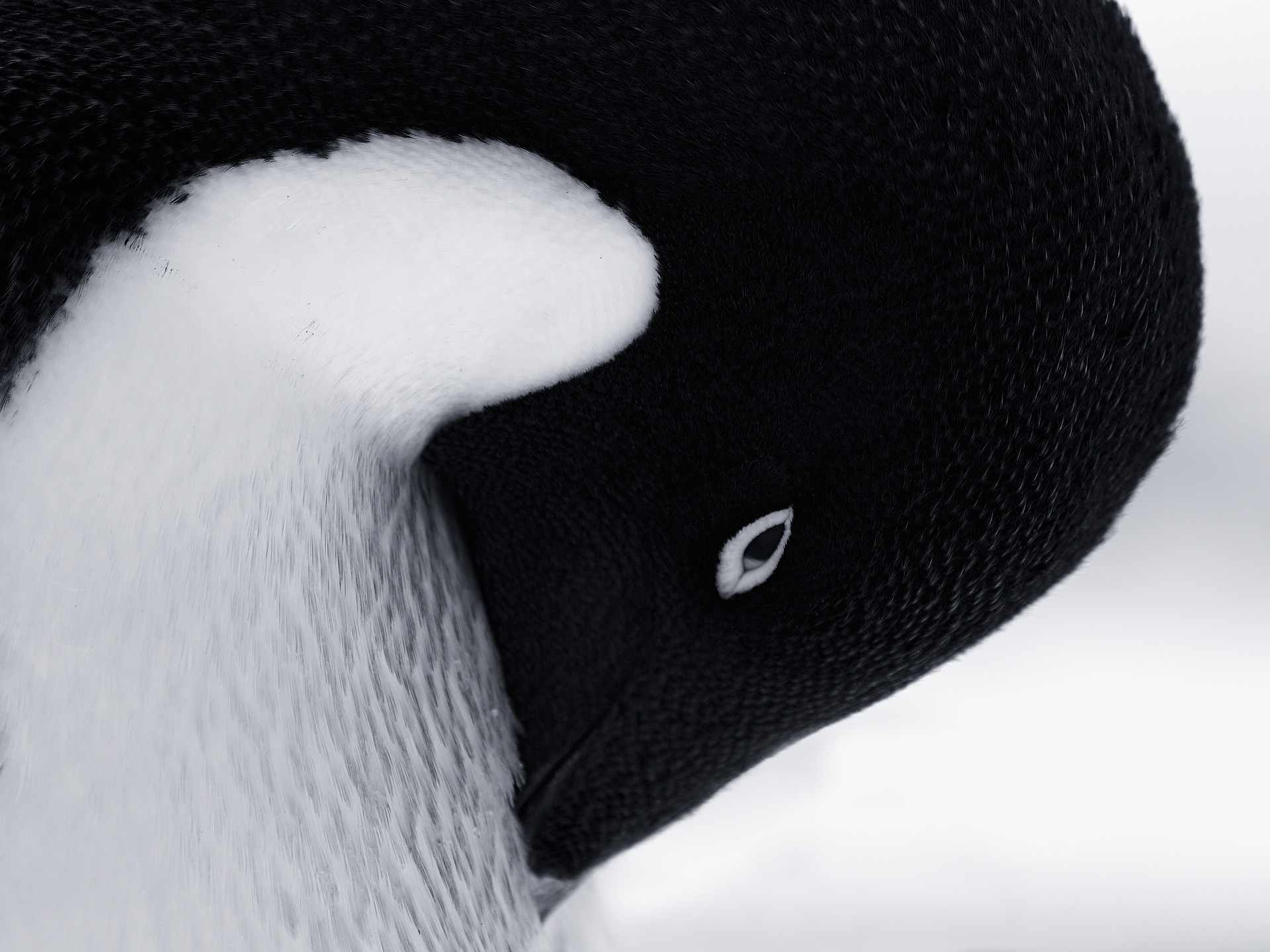 Эта глубокая черно-белая фотография воплощает концепцию инь-ян через естественный контраст оперения пингвина. Плавные изгибы и баланс между темными и светлыми областями имитируют древний символ, создавая гармоничное и наводящее на размышления произведение. Это изображение идеально подходит для помещений, где предпочитают сочетать естественную красоту с философской глубиной.