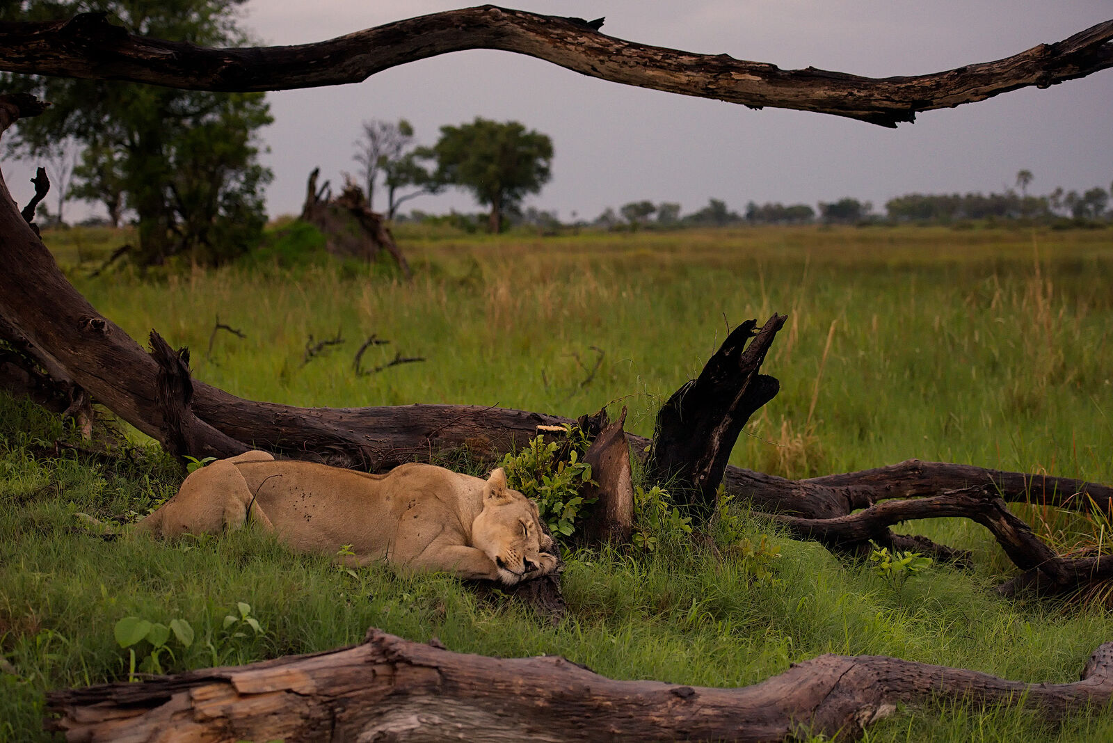 В спокойных просторах саванны Ботсваны львица находит укрытие под кроной выветренных деревьев. Мягкий свет сумерек нежно окутывает её отдыхающую фигуру, рисуя безмятежный образ жизни в дикой природе.