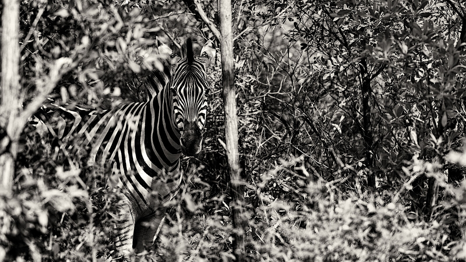 Поразительное изображение зебры, выглядывающей из зарослей в Ботсване, её иконичные полосы обеспечивают естественную маскировку среди густой листвы. Черно-белые тона подчеркивают мастерство зебры сливаться с окружающей средой.