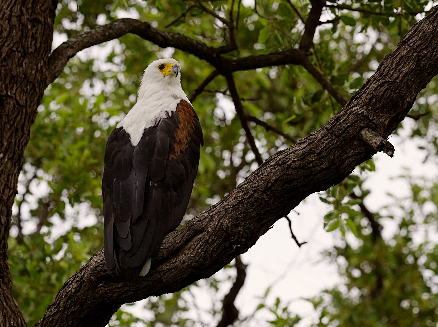 С гордостью африканский рыбный орёл осматривает свои владения с высокой точки среди вершин деревьев в Ботсване. Его выразительная белая голова и грудь контрастируют с темно-коричневым оперением и пышной зеленью окружающей среды.