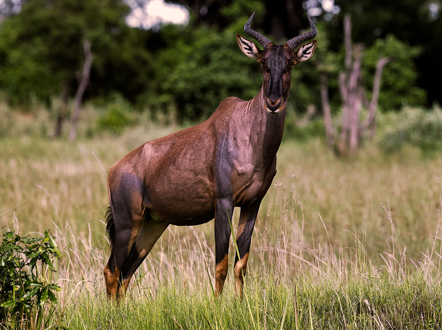 Крепкая антилопа тсессебе стоит настороже в высоких травах Ботсваны, её мускулистое телосложение и изогнутые рога являются символом устойчивости и изящества африканского ландшафта. Взгляд антилопы прикован к горизонту, олицетворяя дикий дух саванны."