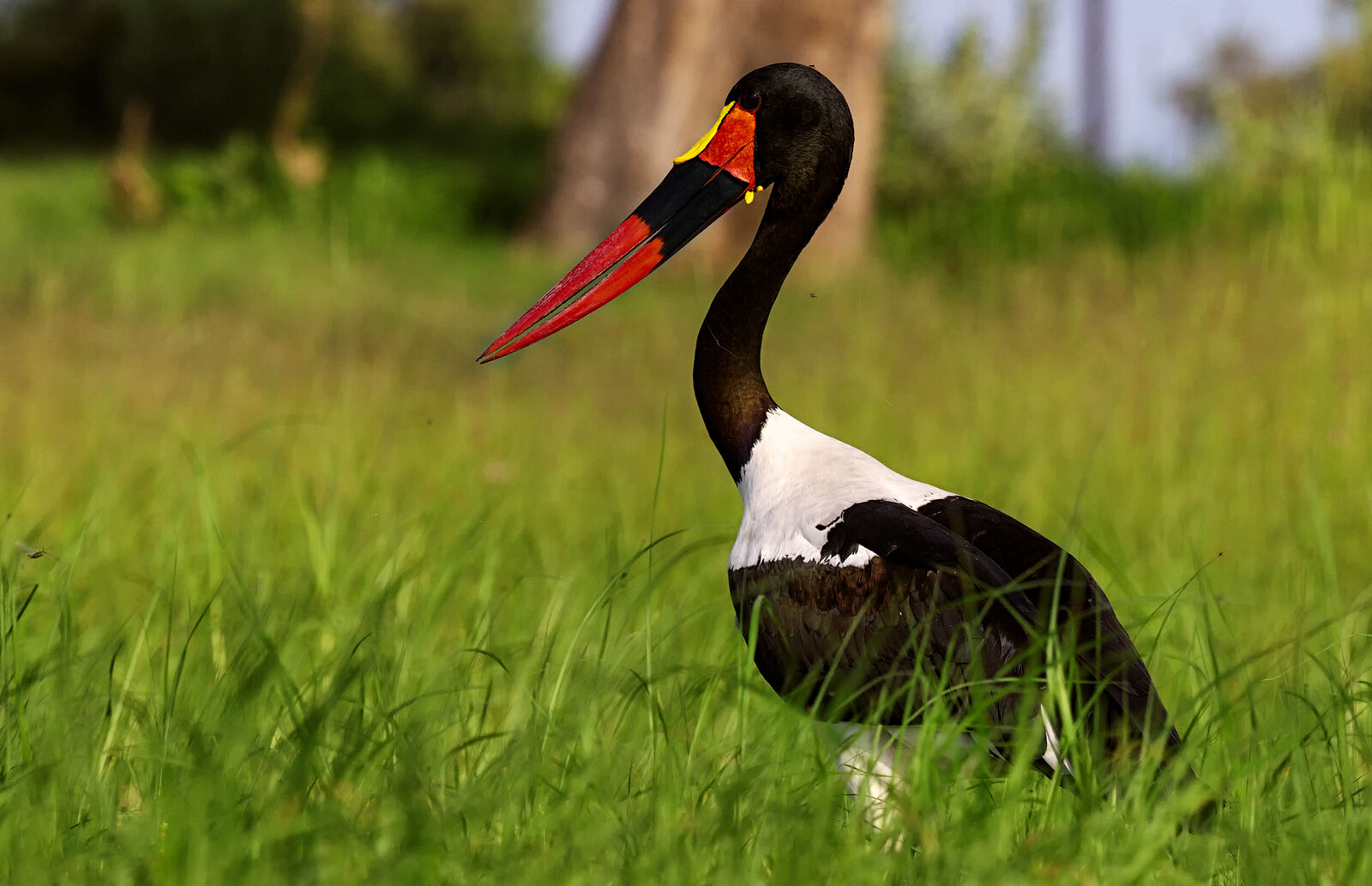 Седлоклювый аист выделяется своим ярким клювом и поразительной окраской на зеленом фоне травянистых равнин Ботсваны. На этом снимке запечатлена неповторимая красота аиста, бдительно осматривающего окрестности.