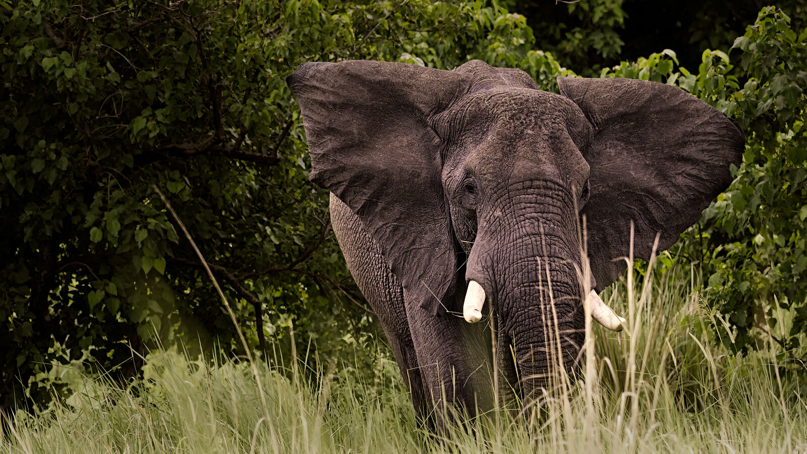 Африканский слон появляется из зарослей в Ботсване, его массивное присутствие излучает ощущение мощи и спокойствия. Текстура его кожи почти осязаема на фоне пышной зеленой растительности, передавая суть разнообразия дикой природы континента.