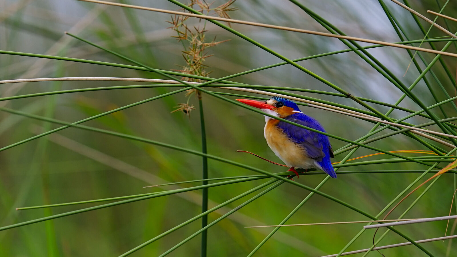 Малахитовый зимородок изящно присел на камыши, его яркое сине-оранжевое оперение резко контрастирует с мягкими зелёными оттенками водно-болотных угодий. Этот снимок запечатлел маленькую, но поразительную птицу в момент неподвижности на фоне дикой красоты Ботсваны.