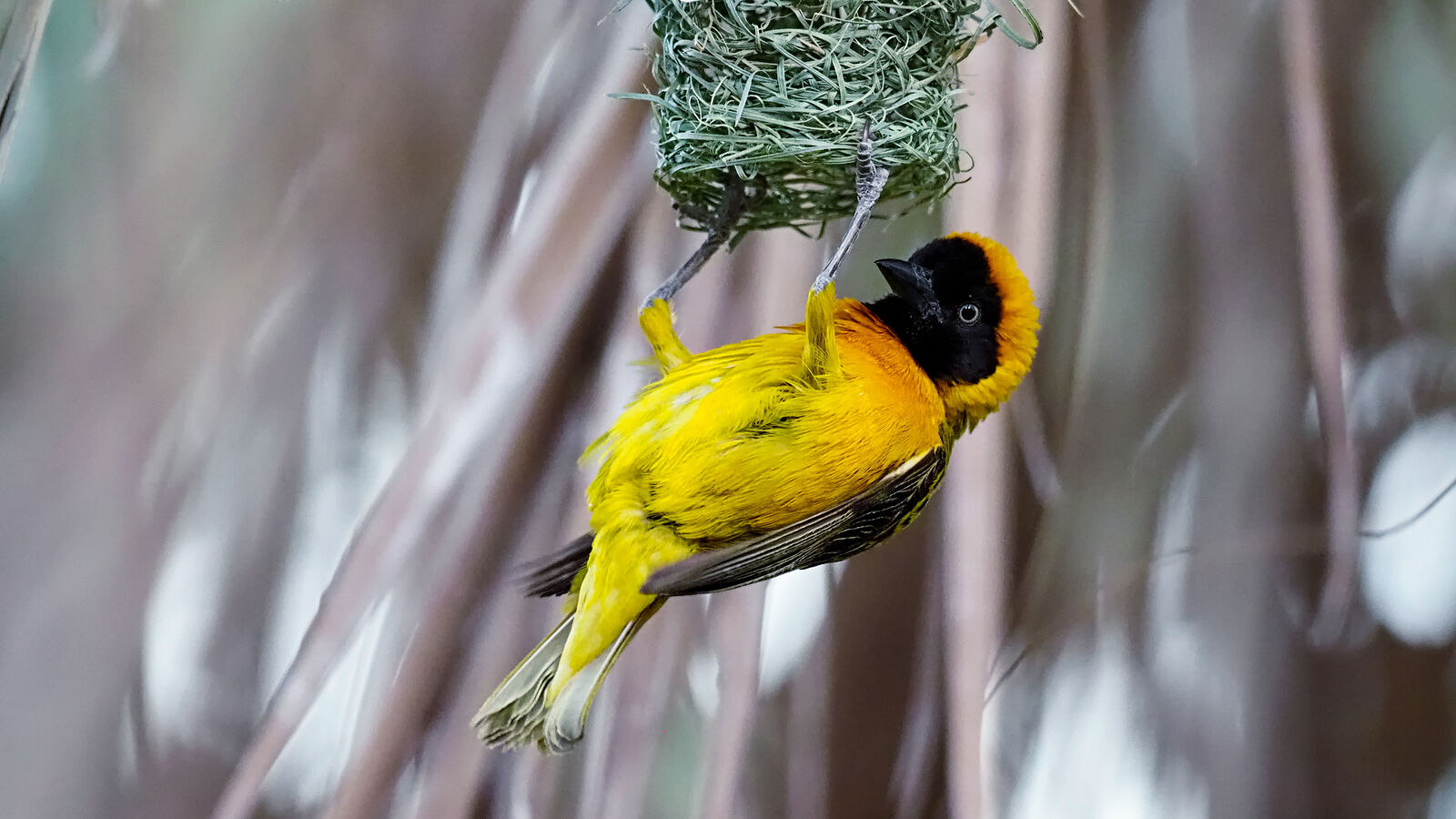 A Photography Journey. Namibia. Weaver’s Craft: A Tapestry of Life in Namibian Reeds Amidst the rhythmic sway of Namibian reeds, a vivid weaver bird is a burst of color, meticulously entwining its nest. The intricate bird, with its ebony mask and fiery beak, weaves not just a home but the story of an ecosystem, rich and alive against the blurred green tapestry.