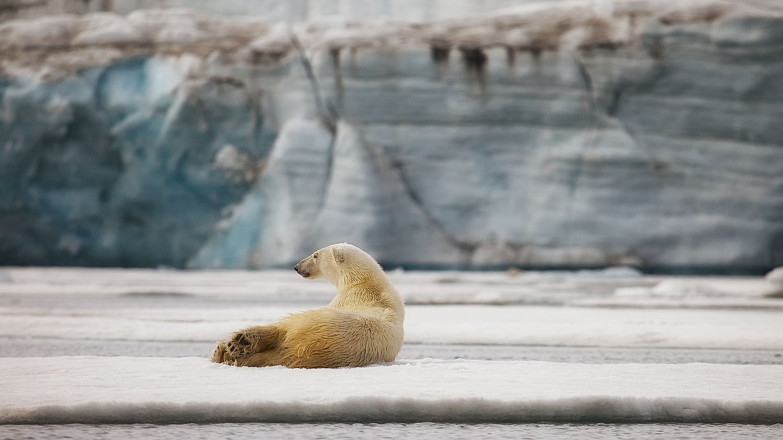 A Photography Journey. Svalbard. Белый медведь. Шпицберген. 2012.